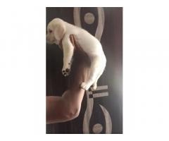 Labrador Puppies available in Pune - 2