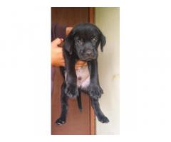 Heavy quality Lab puppies available - 1