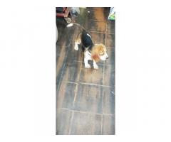 Top Quality proper marking Beagle Male Puppy - 1