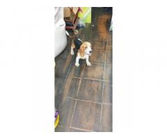 Top Quality proper marking Beagle Male Puppy - 2