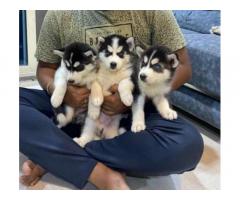 Husky Puppies For Sale in Mumbai, Thane, New Mumbai - 1