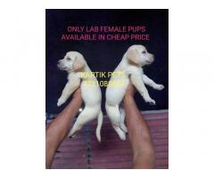 Lab Female Pups Available for Sale, Price, Buy Online - 1
