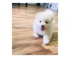 Pomeranian Puppy Price in Surat, For Sale, Buy Online