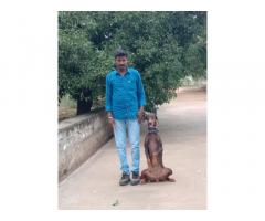 Dog Training , Puppies Training in Coimbatore - 1