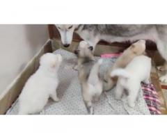 Husky Puppies Available for sale at Rohtak Haryana