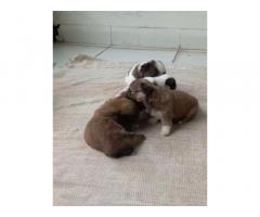 ShihTzu Puppies Price in Bhopal, For Sale, Buy Online
