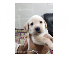 Labrador Puppies Price in Kanpur, For Sale, Buy Online