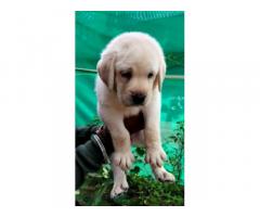 Labrador Female Puppies Available - 1