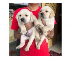 Quality Labrador male female puppy available