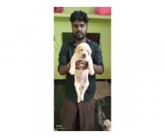 Show Quality Lab Puppy's Available For Sale Kumbakonam