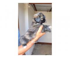 Lhasa Apso male Puppy available For Sale