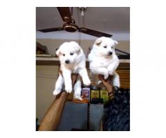 Pom Puppies available For Sale in Mumbai, Pet Store, Pet Shop - 1