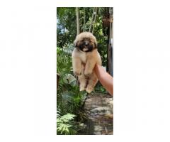 Lhasa Apso male puppies available in Mumbai