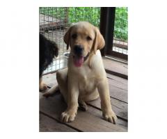 Labrador Puppies For Sale, Available, Buy Online Pune - 1