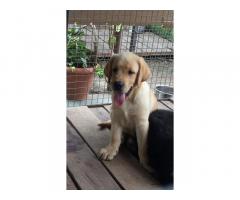 Labrador Puppies For Sale, Available, Buy Online Pune - 2