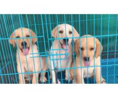 Labrador Puppies For Sale, Available, Buy Online Pune