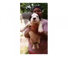 PitBull Puppies Available in Aurangabad for Sale