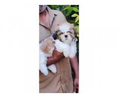 Shih Tzu Puppies Price in Banglore, For Sale, Buy Online