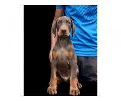 Doberman Puppies Pune Available For Sale