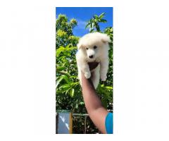 Pomeranian male and female Available - 1