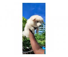 Pomeranian male and female Available - 2
