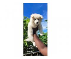 Pomeranian male and female Available - 3