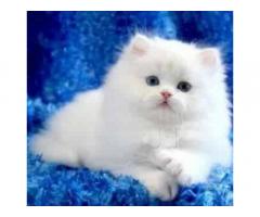 Persian kittens available for sale