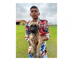 Great Dane Puppies Price in Navsari, For Sale, Buy Online