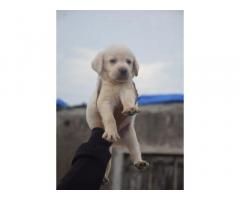 Labrador Puppies Available Mumbai - 1
