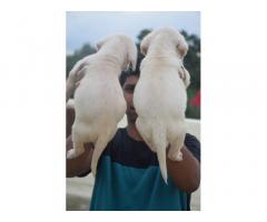 Labrador Puppies Available Mumbai - 2