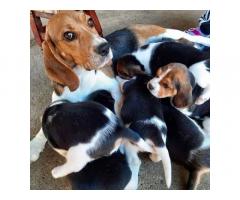 Beagle Puppy for Sale in Delhi, Price, Buy Online - 1