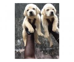 Lab Male Puppies Available For Lovely Homes Trivandrum
