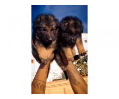 German Shepherd Male And Female Puppies Available