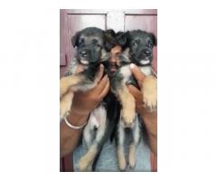 German shepherd male and female puppy available - 1