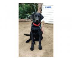 Black Labrador 6 Month Old available Ahmadnagar