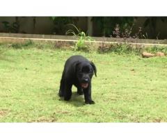 Black Femal Labrador Puppy in Pune