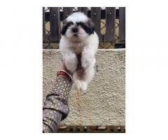 Compact size Shihtzu male puppy available in Pune - 1