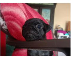 Black Pug Female Puppy Available in Pune - 1
