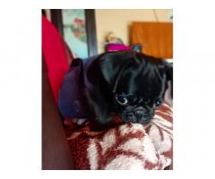 Black Pug Female Puppy Available in Pune - 2