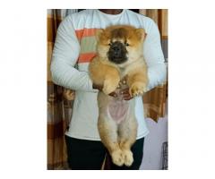Import lineage Chow chow puppies for Sale in Delhi NCR