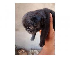 Pug Puppies Available for Sale Hisar Haryana