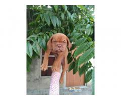 French Mastiff Pup Available for Sale Khanna Punjab
