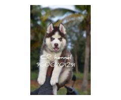 Husky Puppies Available for Sale
