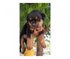 Rottweiler Puppies Available for Sale in Pune - 1