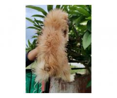Lhasa Apso Puppy Available for Sale Ahmadnagar