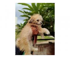 Lhasa Apso Puppy Available for Sale Ahmadnagar