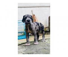 Great Dane Puppies for Sale in Nagpur, Buy Online, Price