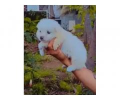 Milky White Pomeranian Puppies Available In Mumbai - 1