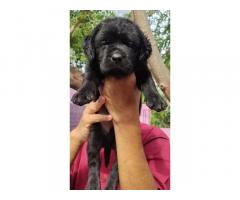 Heavy Size Labrador Black Male and Female Puppy Available - 1