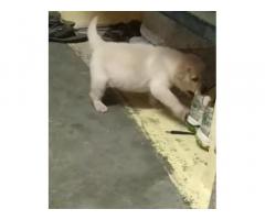 Heavy Size Lab Female Puppy Available Erode
